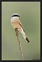 Grauwe Klauwier, Red-backed Shrike, Lanius collurio Location: Lafionas, Greece (Lesbos) grauwe klauwier MG 9162 kopie